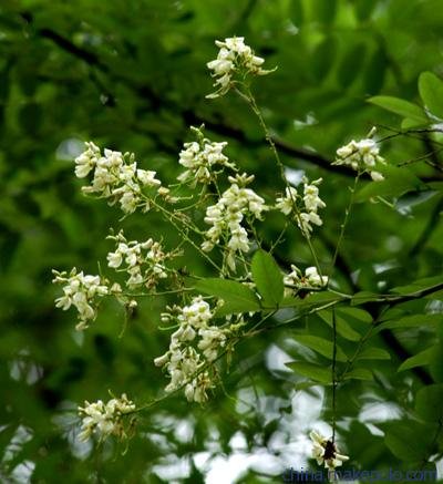 槲皮素的植物来源