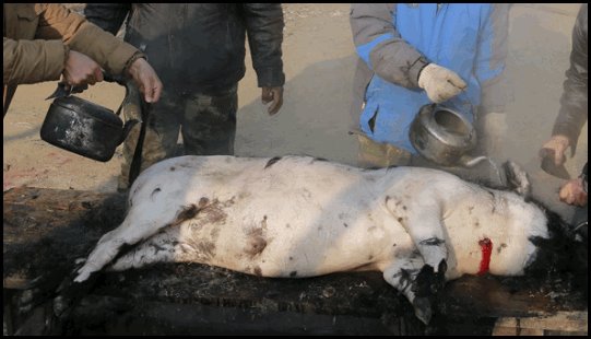 “死猪不怕开水烫”这句话什么意思？