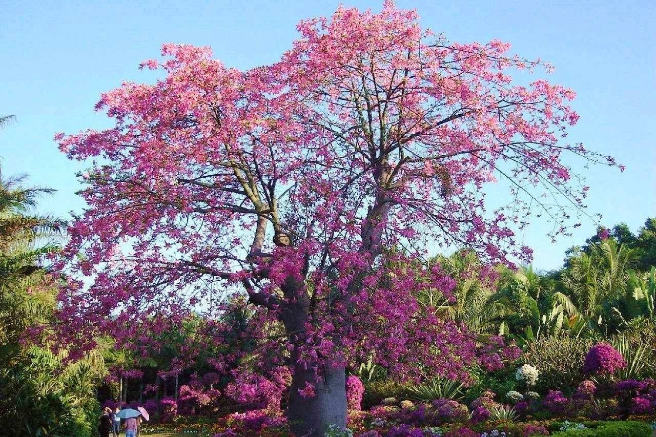 印尼 有什么 特产