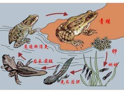 什么叫变态发育。