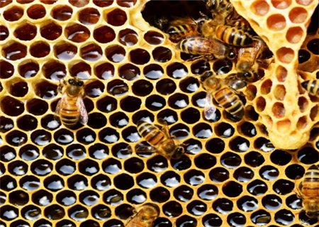 纯野生土蜂蜜的功效与作用有哪些