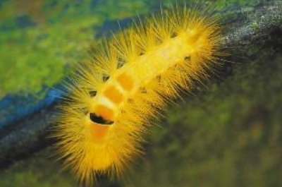 茸毒蛾有毒吗？