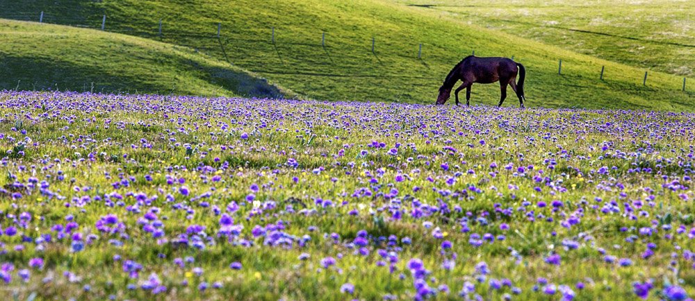 新疆旅游最佳时间，想去新疆旅游什么时候去好？