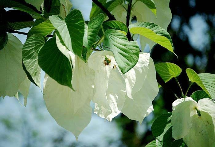 中国珍稀植物有哪些？