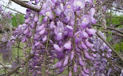 都有那几种紫色