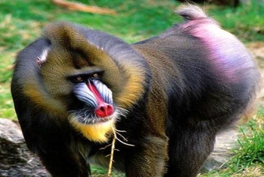 山魁和山魈的区别是什么?