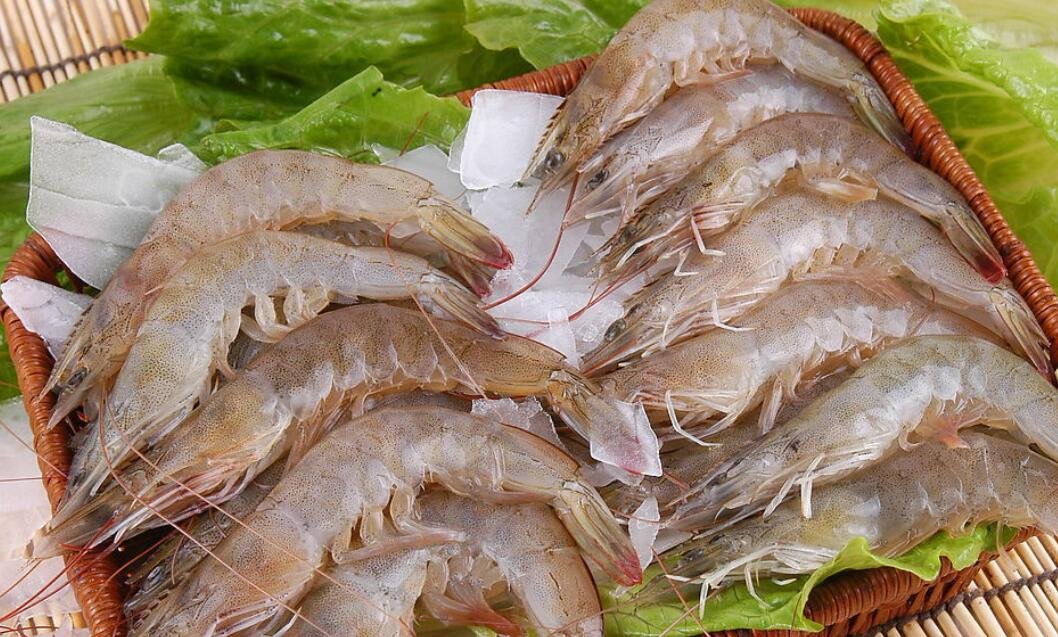 虾吃什么食物？