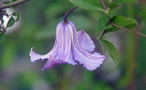 都有那几种紫色