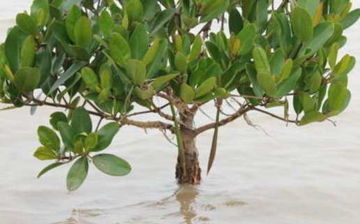 红树植物虽然树叶是绿色但它们的树干之差断面露出的化学物质什么极易被氧化而