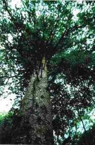 中国珍稀植物有哪些？