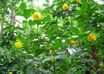 中国珍稀植物有哪些？