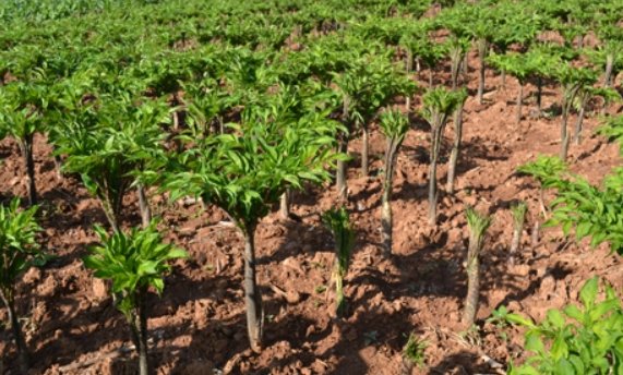 珠芽魔芋的种植方法有哪些？