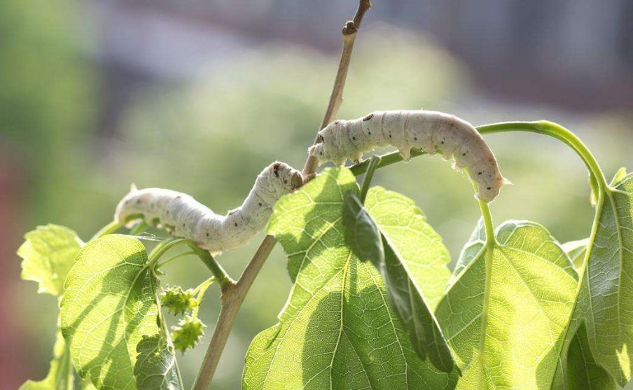 蚕的一生共有多少天