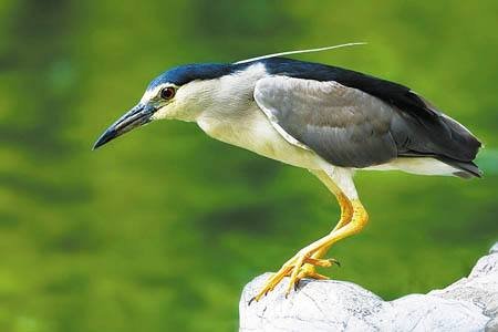 夜鹭是国家保护动物吗