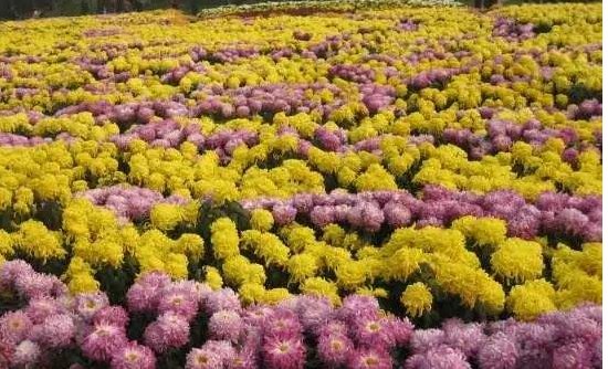 语文阅读 花儿为什么有各种颜色