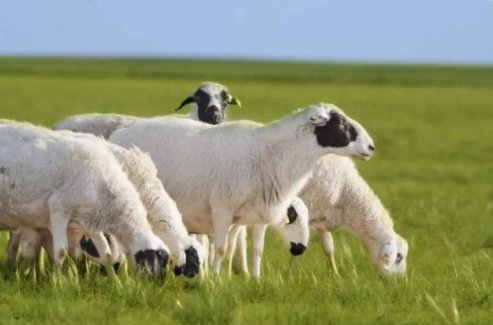 羊的种类有哪些？