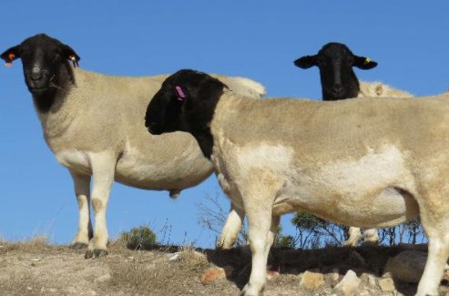 羊的种类有哪些？
