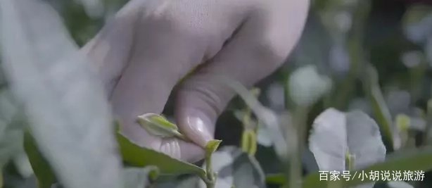 龙井是明前的好还是雨前的好？