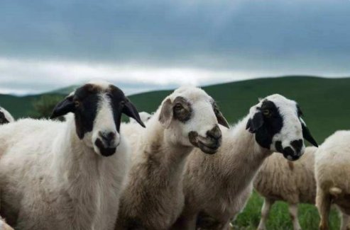 羊的种类有哪些？