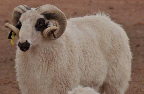 羊的种类有哪些？