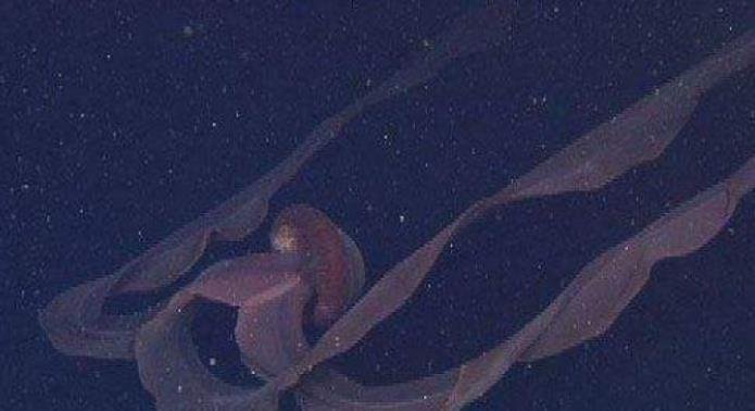 冥河水母究竟是什么呢？里面藏着怎样的秘密？