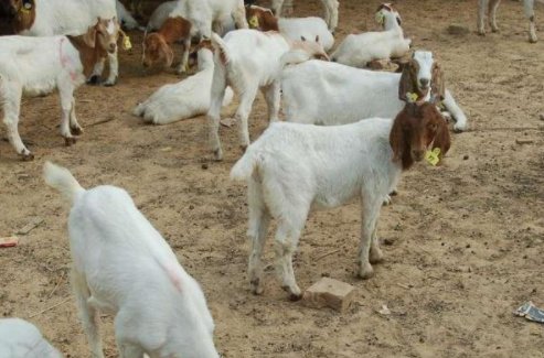 羊的种类有哪些？
