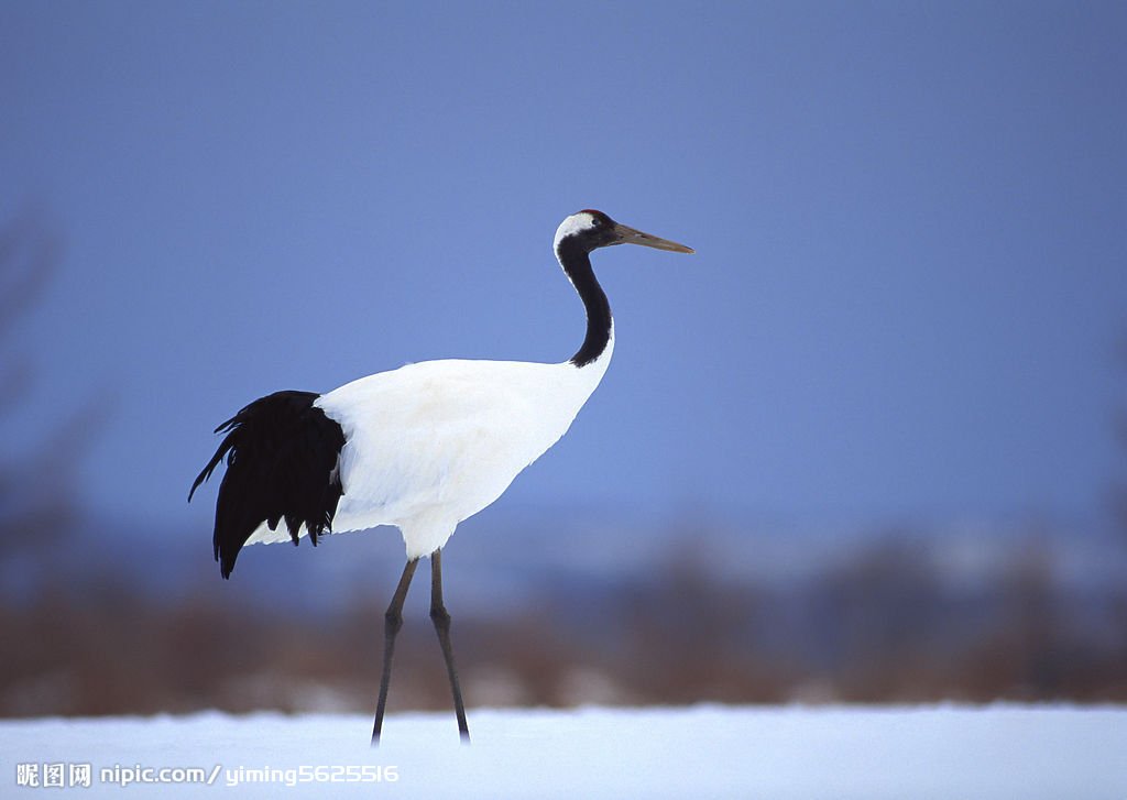 丹顶鹤的故事的故事