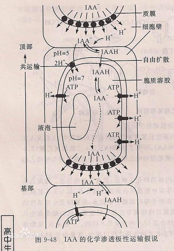 为什么极性运输是主动运输