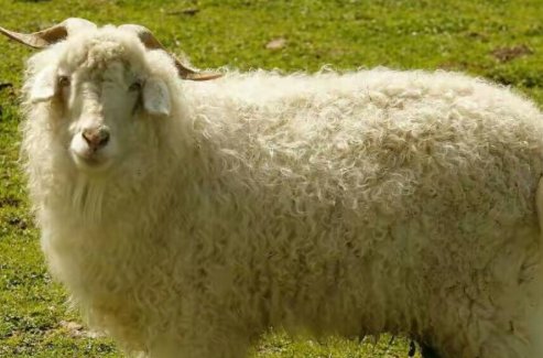 羊的种类有哪些？