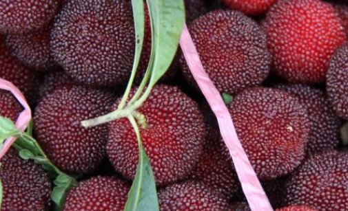 无锡最有名的特产是什么啊？