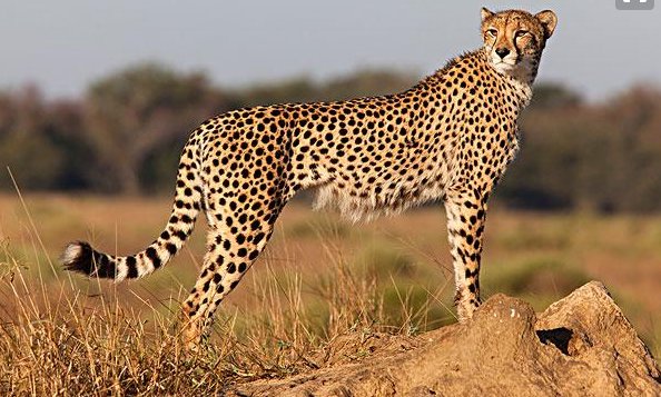 跑的最快的动物是什么