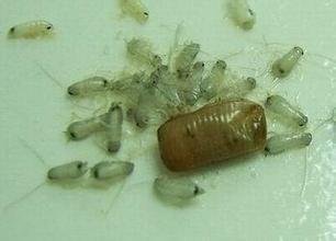 蟑螂幼虫图片~~~除蟑方法，跪求~~~~~~~~~~~