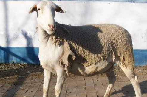 羊的种类有哪些？
