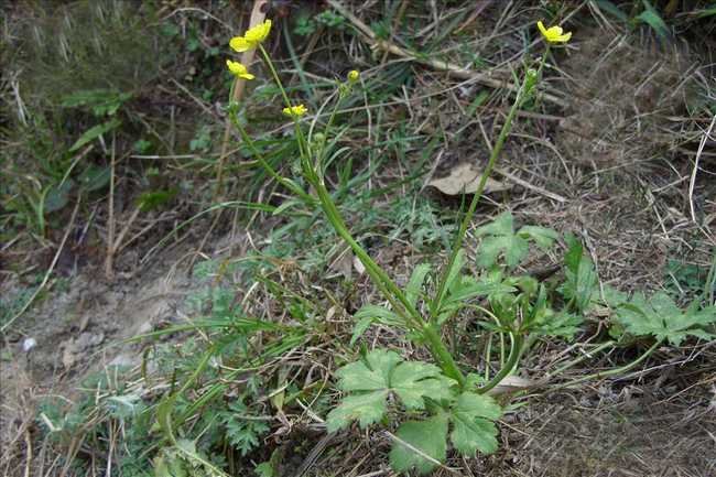毛茛的药用价值