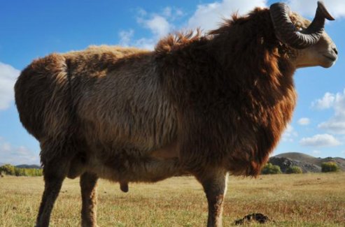 羊的种类有哪些？