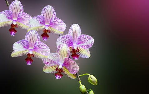 看各种兰草图片及名兰名称和值价多少?