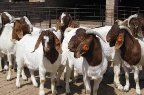 羊的种类有哪些？