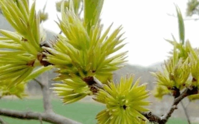 杜仲雄花茶的功效