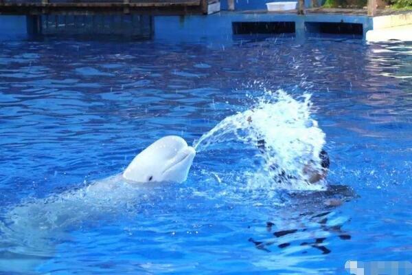 临沂海洋世界主题公园怎么样，值得去吗？