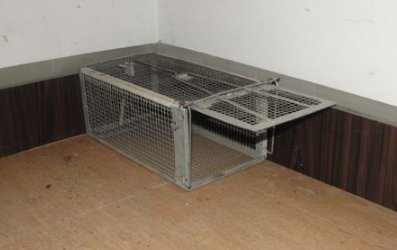 家里有老鼠，如何把他们一网打尽，斩草除根。