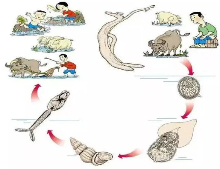 什么是血吸虫病?有哪些症状?