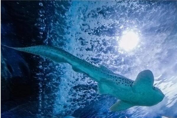 临沂海洋世界主题公园怎么样，值得去吗？