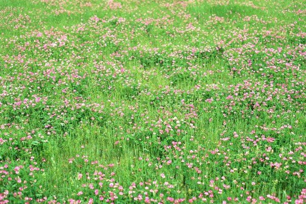 关于四月份的诗句？