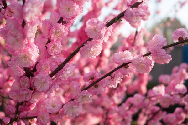 关于四月份的诗句？