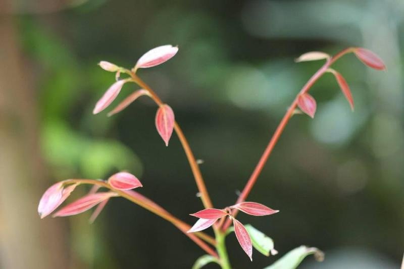 肉桂是什么东西?