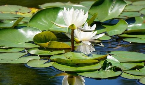 睡莲花语的意思 睡莲花语是什么 睡莲花语和传说