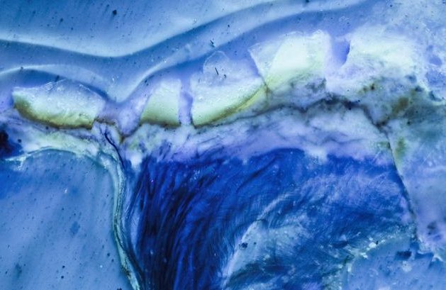 琥珀现最完整古鸟被取名叫做什么？