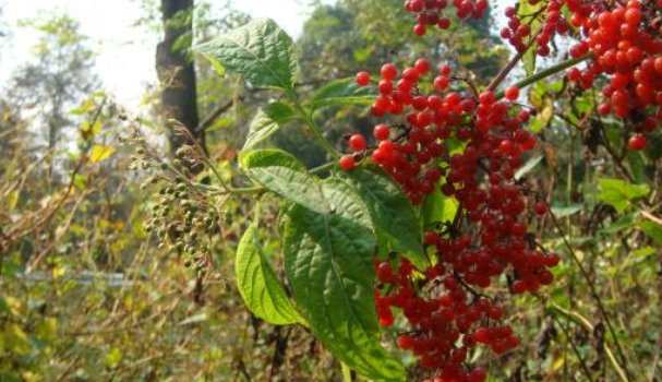 农村名叫“接筋草”的植物有什么功效和作用？