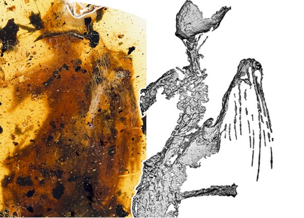 琥珀现最完整古鸟被取名叫做什么？