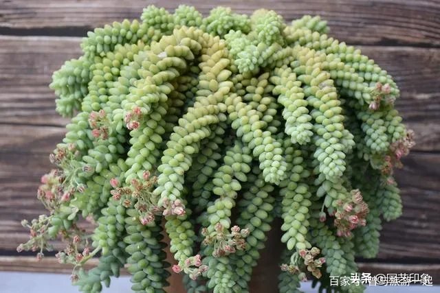 玉坠多肉有什么含义呢?